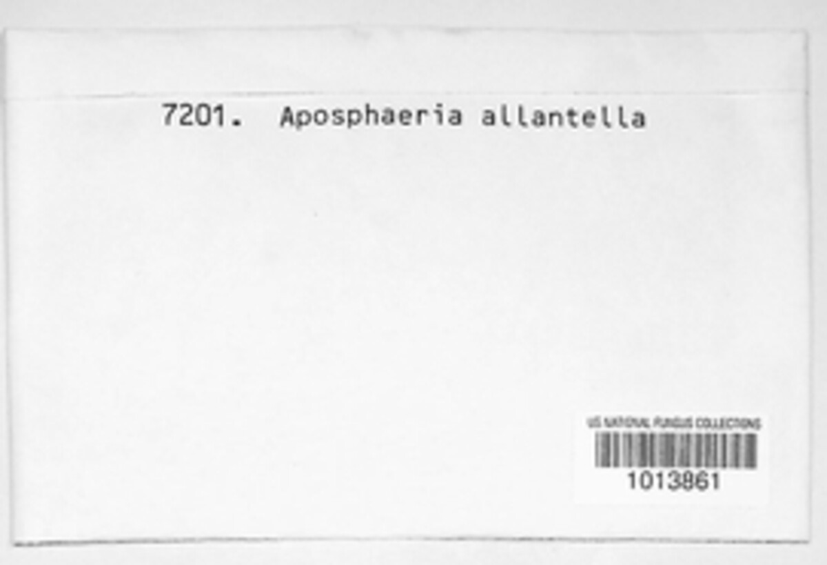 Aposphaeria allantella image